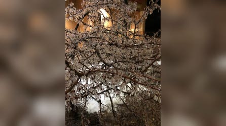 Oxford, Mississippi crippled by paralyzing inch+ of ice accretion, arctic air after monster winter storm