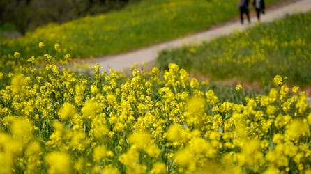 Farmers almanacs issue spring outlooks with zinger storms, slow warmups