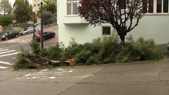 Winds from atmospheric river take down trees in San Francisco, California, knocking out power.