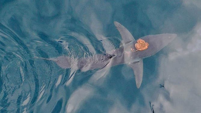 Octopus hitching a ride on a short-fin mako shark.