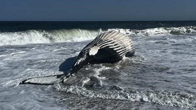 The humpback whale.