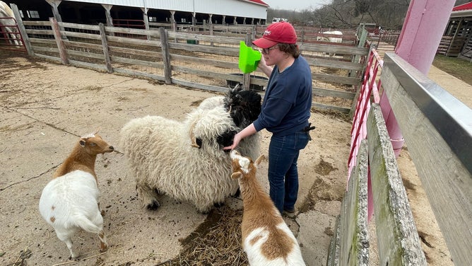Sheep and goats being fed by a worker after the tornado hit Purina Farms.