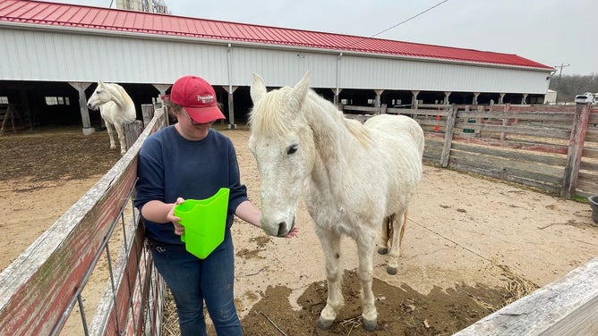 A worker feeds a horse at Purina Farms. The farms said horses were relocated after the storm.