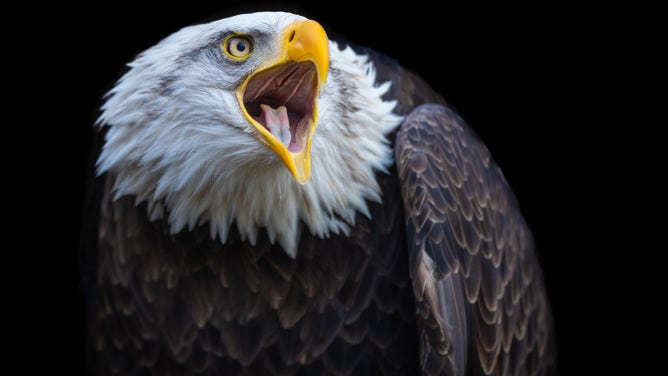 Bald Eagle Murphy stands proud and happy in his sanctuary where he is beloved by all.