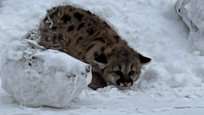 One of the cougar cubs.