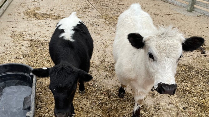 Max and Ruby, cows housed at Purina Farms.