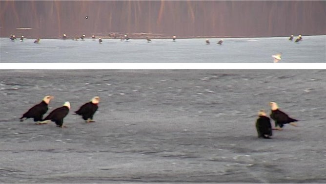 Traffic cameras in La Crosse recently captured a gathering of more than 40 bald eagles on the frozen waters of the Black River near French Island.