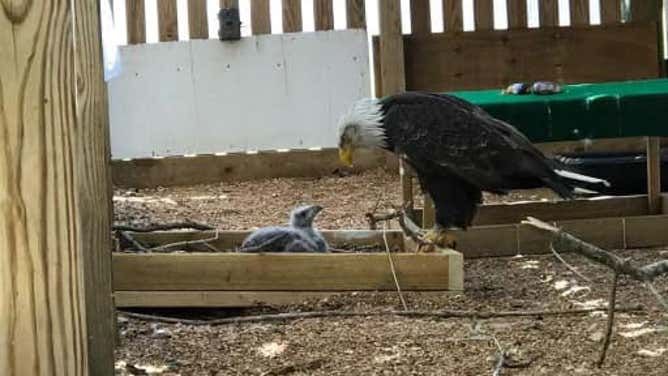 Bald Eagle Murphy meets his new foster child after incubating a rock. He finally was able to be a real father!