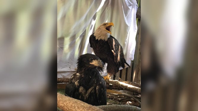 Murphy the Bald Eagle enjoys time with his aviary roommate.