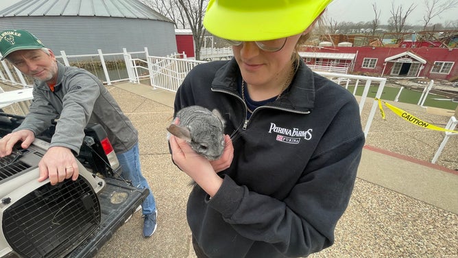 A Purina Farms worker holds a chinchilla in the aftermath of storm damage.