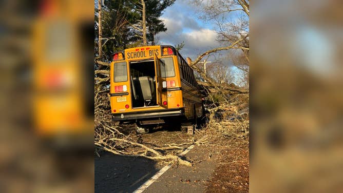 Tree falls onto school bus in New Jersey