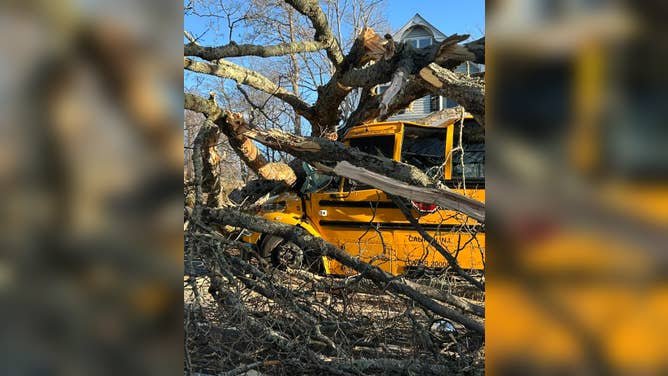 Tree falls onto school bus in New Jersey