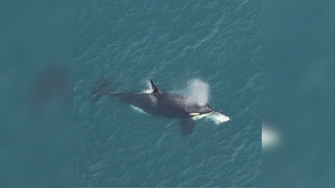 Clearwater Marine Aquarium Research Institute’s aerial survey team spotted an unexpected guest, an orca, off the coast of Kitty Hawk, NC!