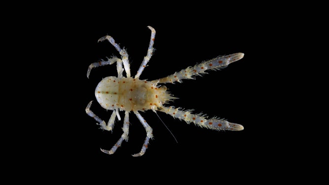 The identification and official registration of a new species can take up to 13.5 years—meaning some species may go extinct before they are even documented.
