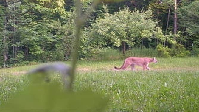 An adult cougar that was photographed by a Michigan DNR trail cam in July 2019.