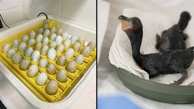Crews worked long hours to handle influx of Double-crested Cormorants.