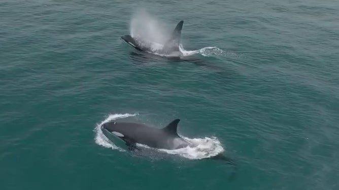 クジラの殺人者の南部居住者。