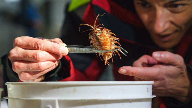 Patricia Esquete (Co-Chief Scientist, Universidade de Aveiro) inspects a suspected new species of isopod that was sampled from the bottom of the Bellingshausen Sea off Antarctica. It will take scientists years to describe all of the new species found during this expedition.