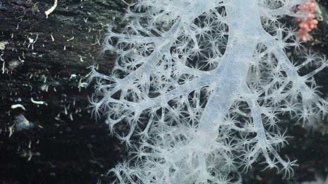 A stalk of deep-sea coral is documented 1200 meters deep at an area of the seabed that was very recently covered by the George VI Ice Shelf, a floating glacier in Antarctica.