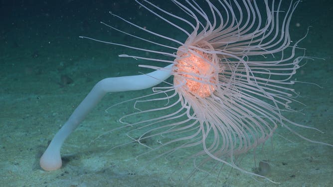 A solitary hydroid drifts in currents approximately 380 meters deep at an area of the seabed that was very recently covered by the George VI Ice Shelf, a floating glacier in Antarctica.