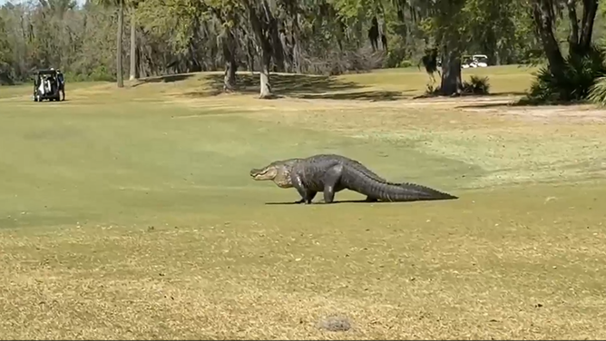 Shirley Schultz, who captured the video with her husband, said they were both shocked by the size of the gator.