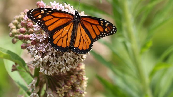 Monarch Butterfly