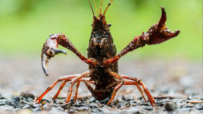 A swamp crayfish confronts an invader.