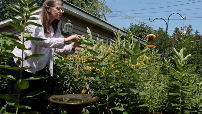 Martha Chiplis looks for eggs and caterpillars on milkweed plants and more in her garden outside her home in Berwyn.