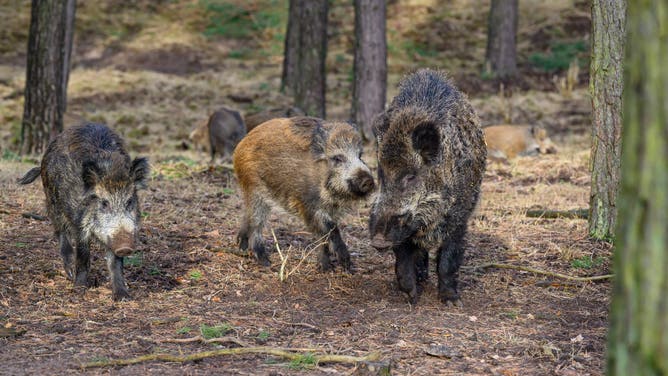 2025年1月24日、ブランデンブルク、グロスシェネベック：イノシシ、ソルフェイドの野生動物公園の建物で写真が撮影されています。