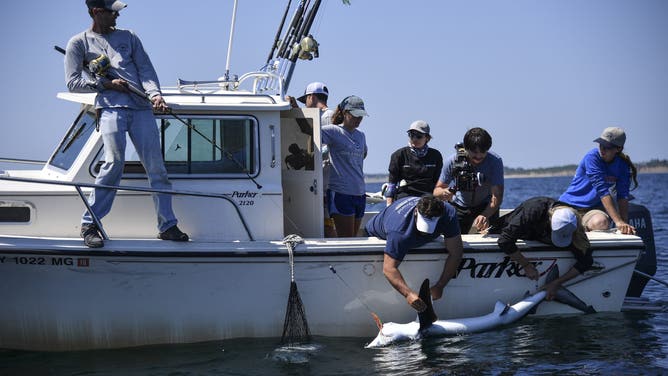 MONTAUK, NY - AUGUST 9: Captain Greg Metzger, left, holds on to a fishing pole with a six and a half foot blue shark as Dr. Matt Ajemian, research professor Florida Atlantic University Harbor Branch Oceanographic Institute, center front, and Lisa Hoopes, nutritionist Georgia Aquarium , front right, draw blood, measure and try to get a tissue sample from the shark just offshore in the Atlantic Ocean on August 9, 2017 in Montauk, N.Y. Captain Greg Metzler is a high school marine science teacher and assists the crew of the OCEARCH in catching shark from his own boat.