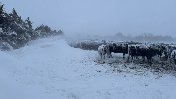 雪だるまはコバが背が高かったのと同じくらい高くなりました。