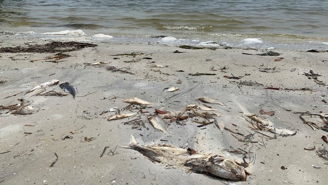 Red tide fish kill along the Florida coast