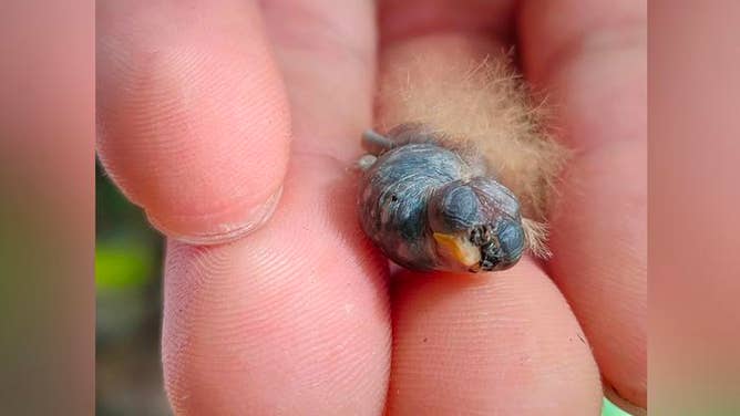 The newly hatched White-necked Jacobin hummingbird chick with its unusual appearance.