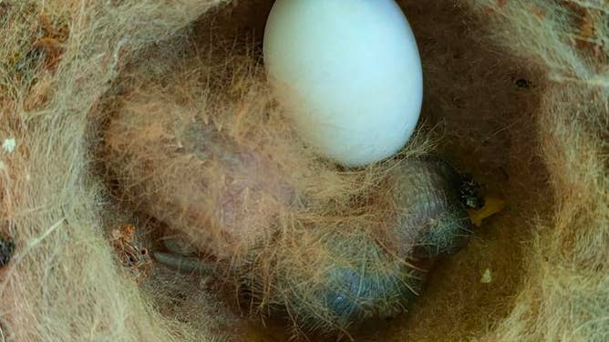 The unique-looking newly hatched White-necked jacobin chick in its nest.
