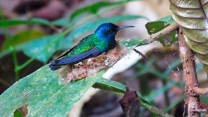 A mother White-necked Jacobin hummingbird sitting on her nest, incubating her egg.