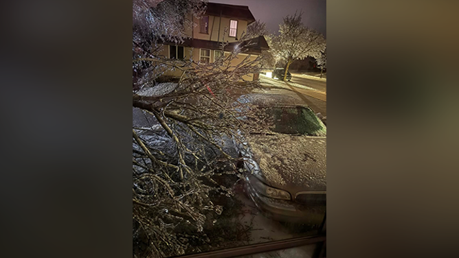 This image shows a tree that fell onto a car after snapping under the weight of ice in Petoskey, Michigan on Saturday, March 29, 2025.