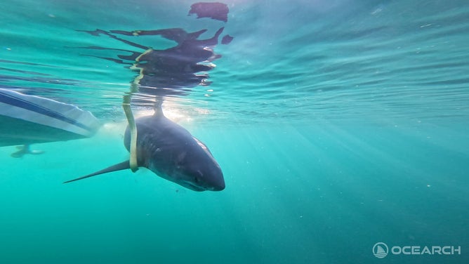 OCEARCH photo of a shark off the Florida coastline