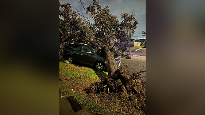 This image shows a tree that was uprooted by a possible tornado in Pico Rivera, California, on Wednesday, March 13, 2025.