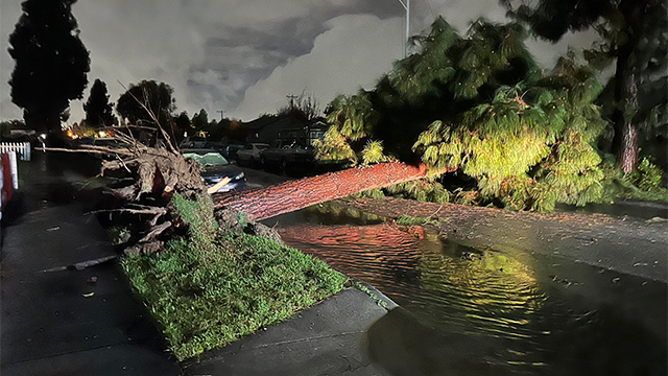 This image shows a tree that was uprooted by a possible tornado in Pico Rivera, California, on Wednesday, March 13, 2025.