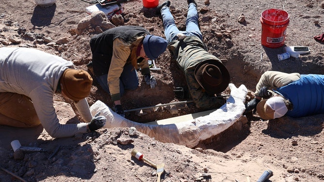 A routine deer hunting trip in West Texas took an unexpected turn when a hunter unearthed what experts have confirmed to be a mammoth tusk.