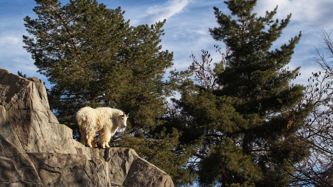 The Denver Zoo Conservation Alliance recently announced that Rocky Mountain goats Elbert and Magnolia are being relocated to Minnesota, following the recommendation of the zoo's animal care team.