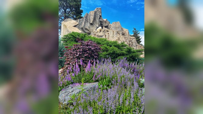 The Denver Zoo Conservation Alliance recently announced that Rocky Mountain goats Elbert and Magnolia are being relocated to Minnesota, following the recommendation of the zoo's animal care team.