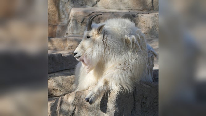 The Denver Zoo Conservation Alliance recently announced that Rocky Mountain goats Elbert and Magnolia are being relocated to Minnesota, following the recommendation of the zoo's animal care team.