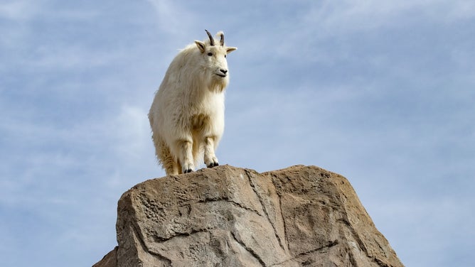 The Denver Zoo Conservation Alliance recently announced that Rocky Mountain goats Elbert and Magnolia are being relocated to Minnesota, following the recommendation of the zoo's animal care team.