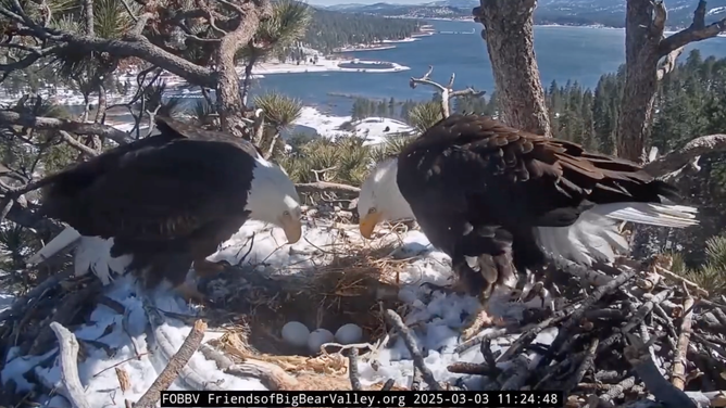 Parents Jackie and Shadow look at their three eggs.