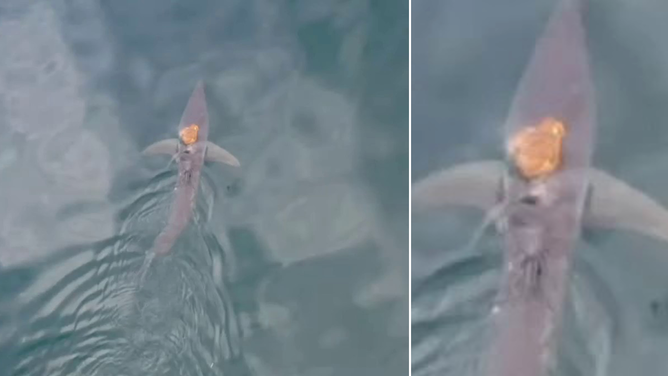 Drone shot of the orange octopus atop the short-fin mako shark.