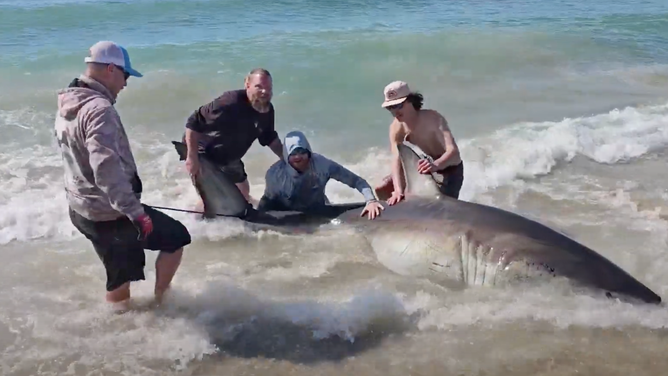 A group of rod-and-reel fishermen with a 12-13 foot great white shark on a Hatteras Island Beach on March 15, 2025. The shark was caught and released. 