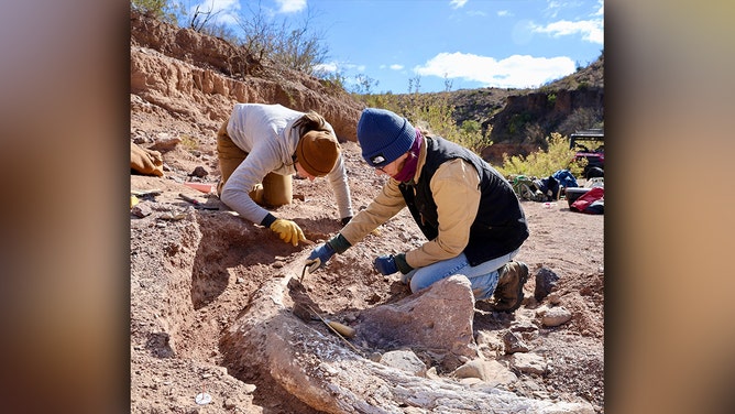 University of Kansas graduate student Haley Bjorklund and CBBS Archaeologist Erika Blecha work carefully to uncover a mammoth tusk recently discovered in West Texas.