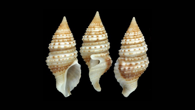 A marine gastropod discovered at 200–500m depths off New Caledonia and Vanuatu by Dr. Peter Stahlschmidt.