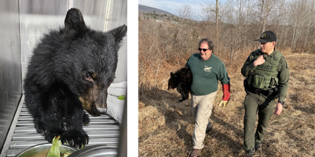 New York wildlife rescue busy caring for orphaned black bears: 'Miracle they survived'